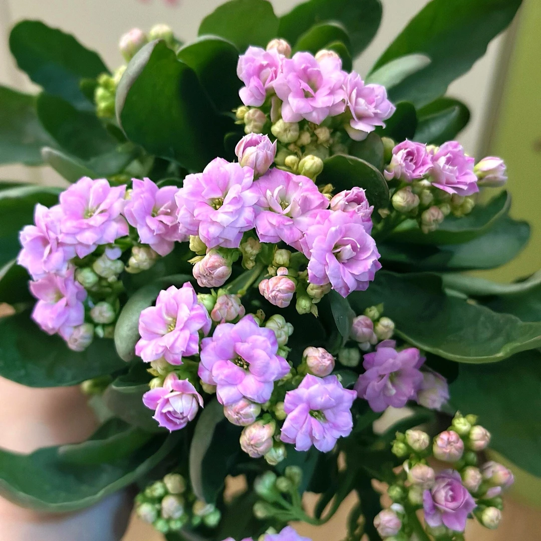 梅尔迪斯长寿花重瓣花，110盆原盆原土带花包发货