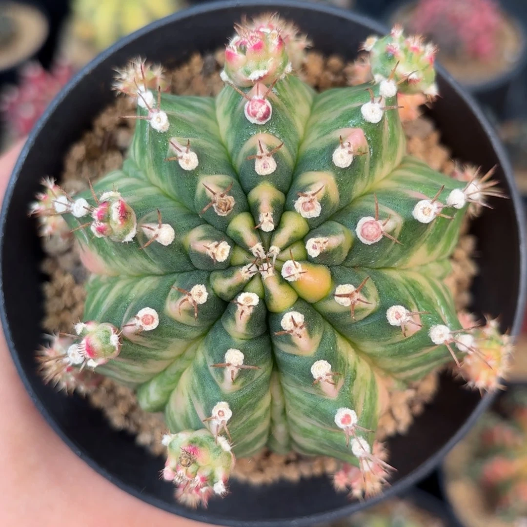 泰系米哈仙人球820