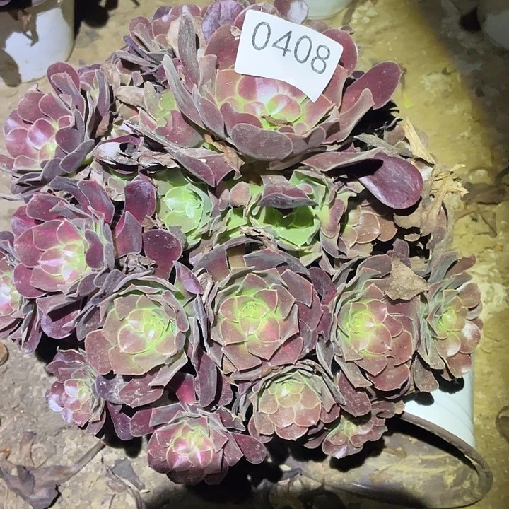 多肉植物法师不包断枝408欧姿