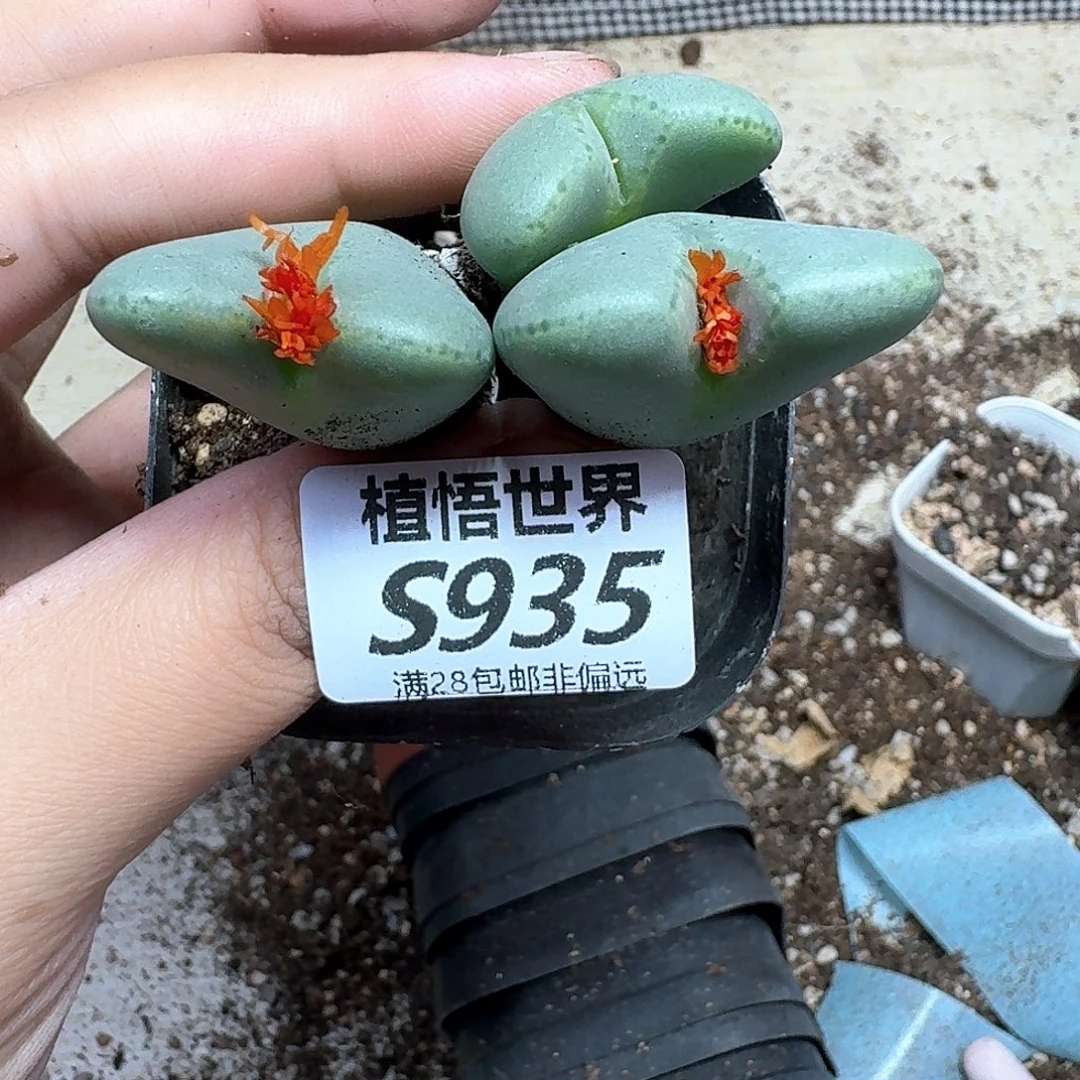 多肉植物的润泽fgbn