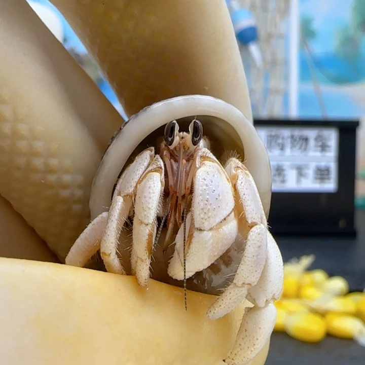 A31干净纯白 西沙1.4cm口径