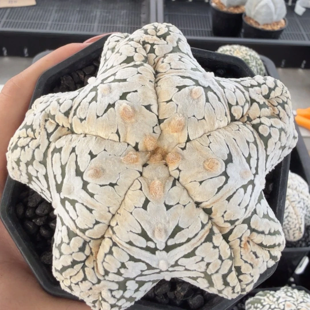 小***好无花朵小美好肌肉五星浓白