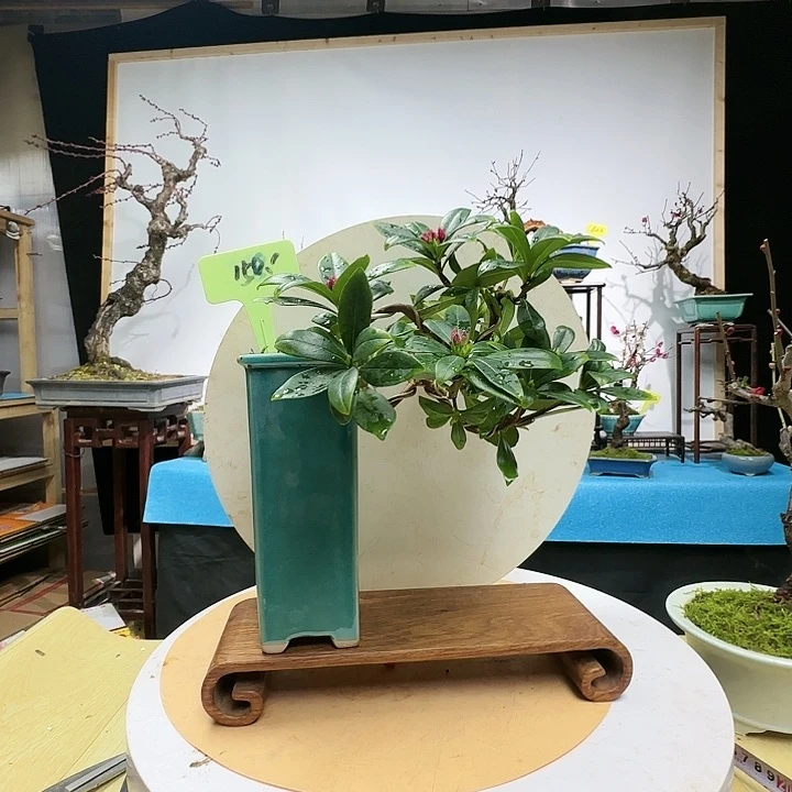 红陶一*一瑞香带盆包邮