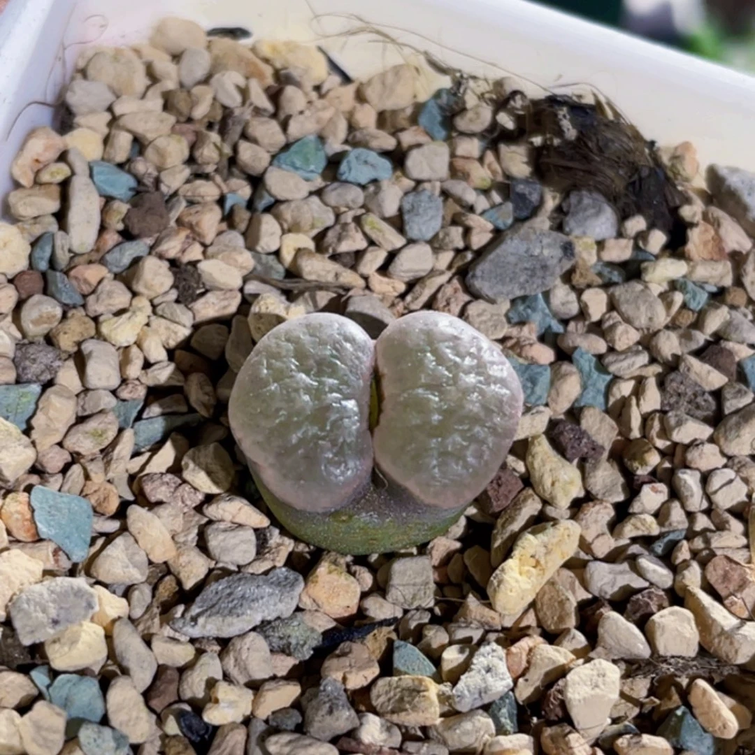 丘比特磁铁植物一物一拍