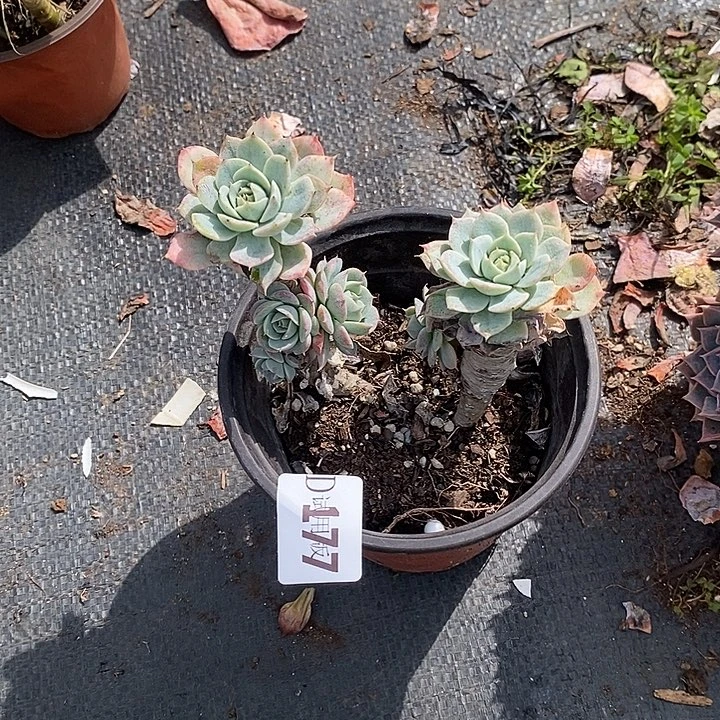 八***子177雪域多肉植物多肉