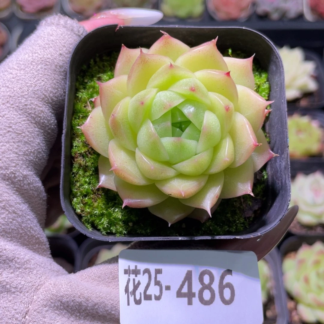 花利美25-486麦秆