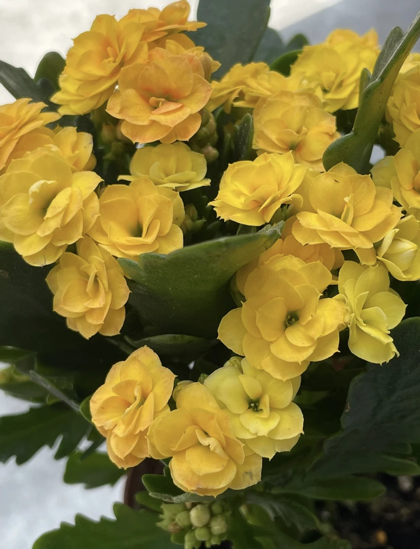 【露丝】130杯长寿花