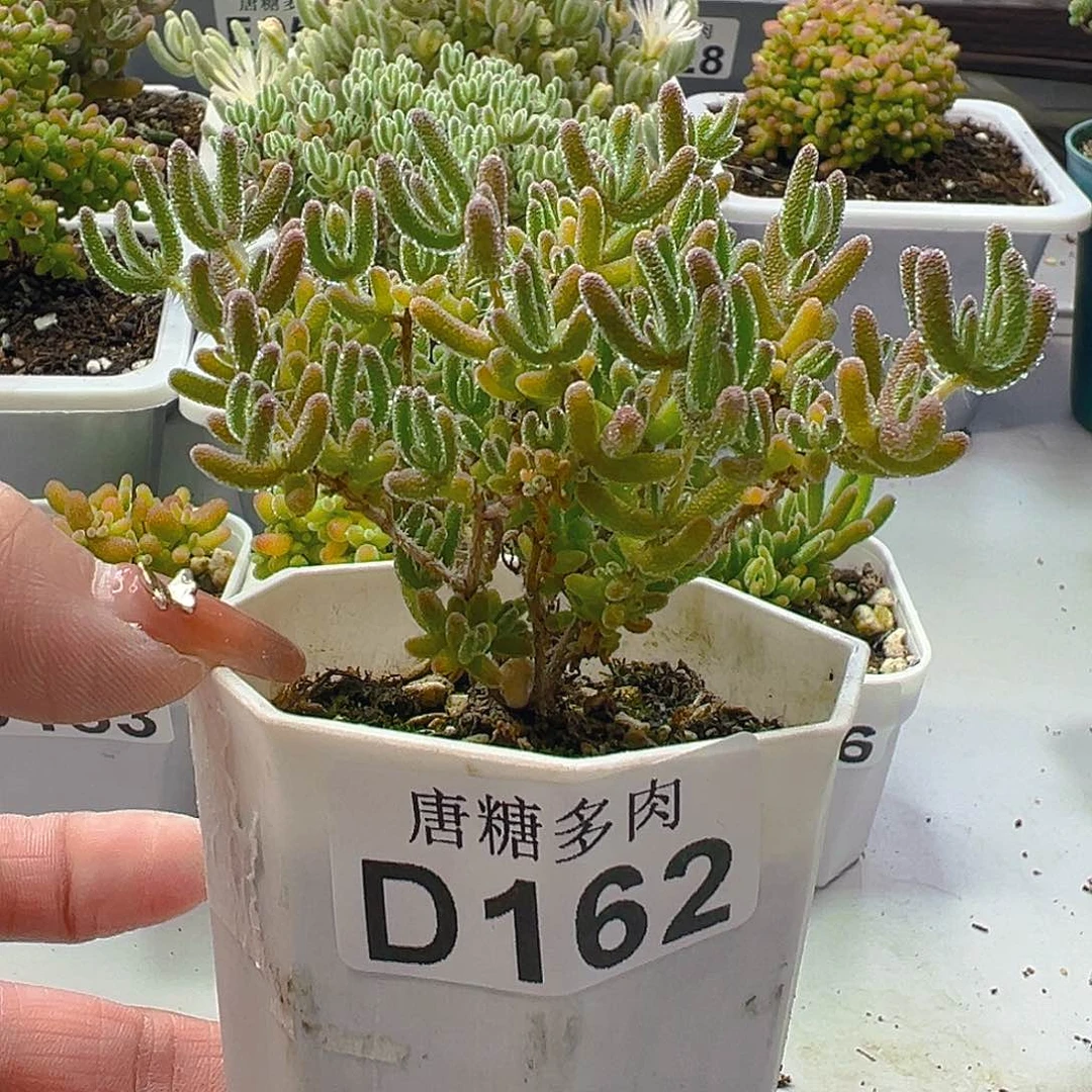 冰橙162。