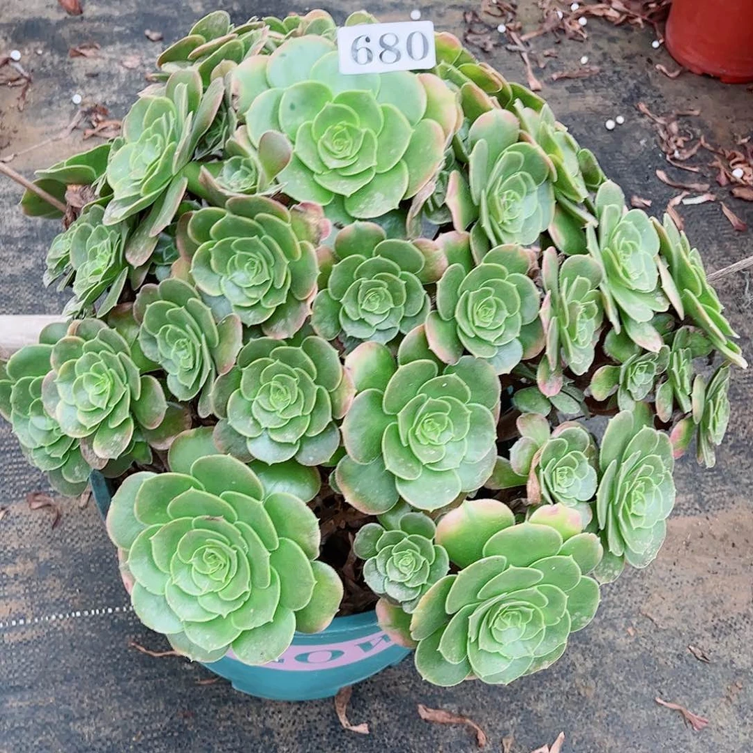 无花朵用****3多肉植物香680