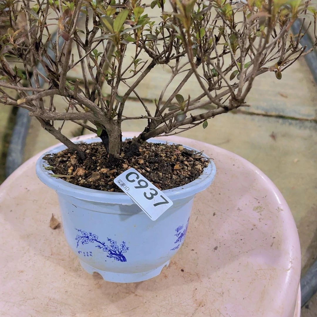 红陶直播时间一直一直