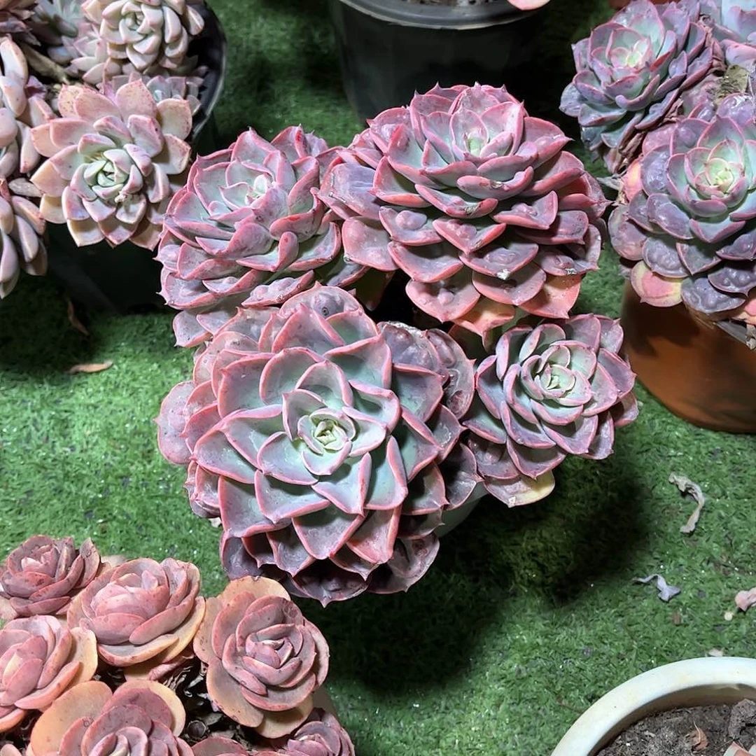 祁****业泪无横多肉植物58