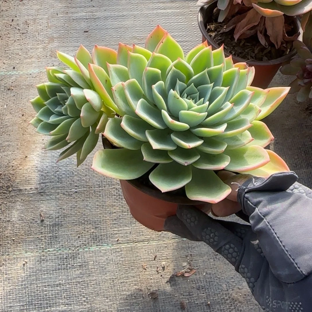 无花朵三色堇双头
