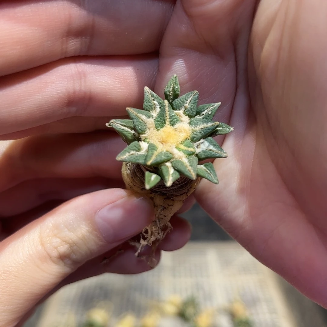 2.5cm实生姬牡丹萝卜根