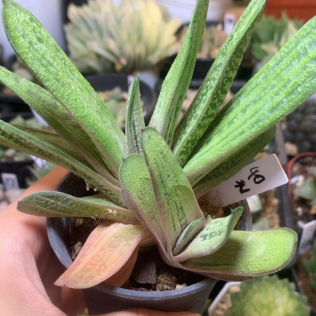 卧牛带盆土发货tilyzu