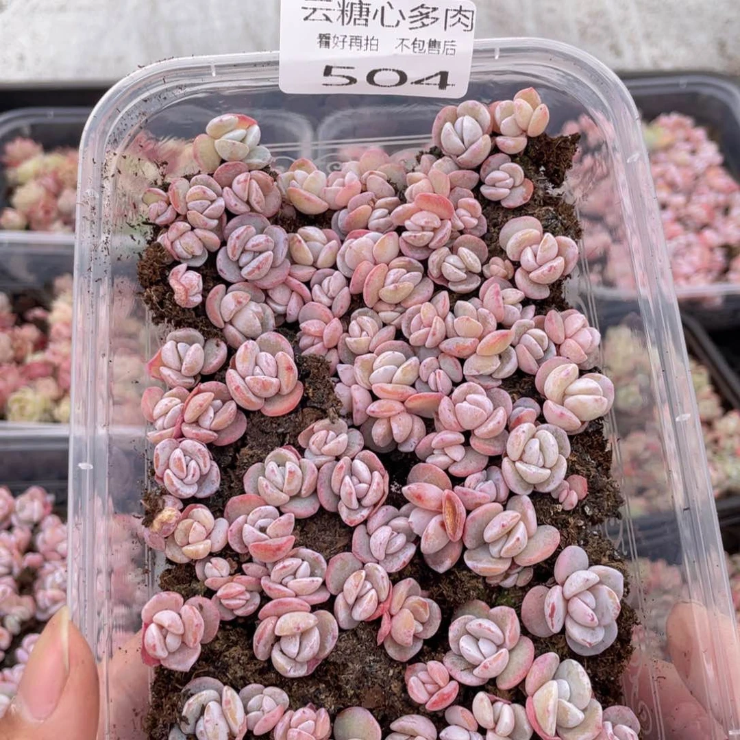 云糖心多肉植物504