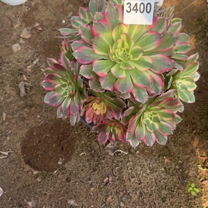 3408海王清棚处理不包断枝