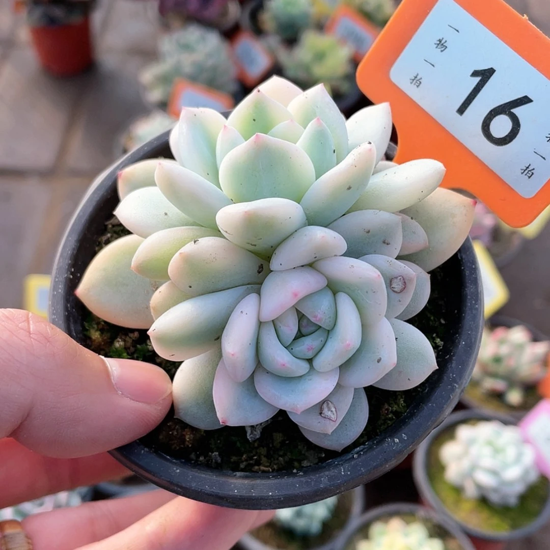 【闪购商品】满*肉16号的