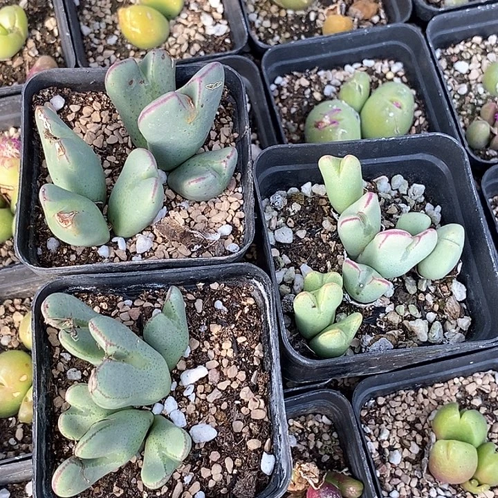 48632少将三盆有伤