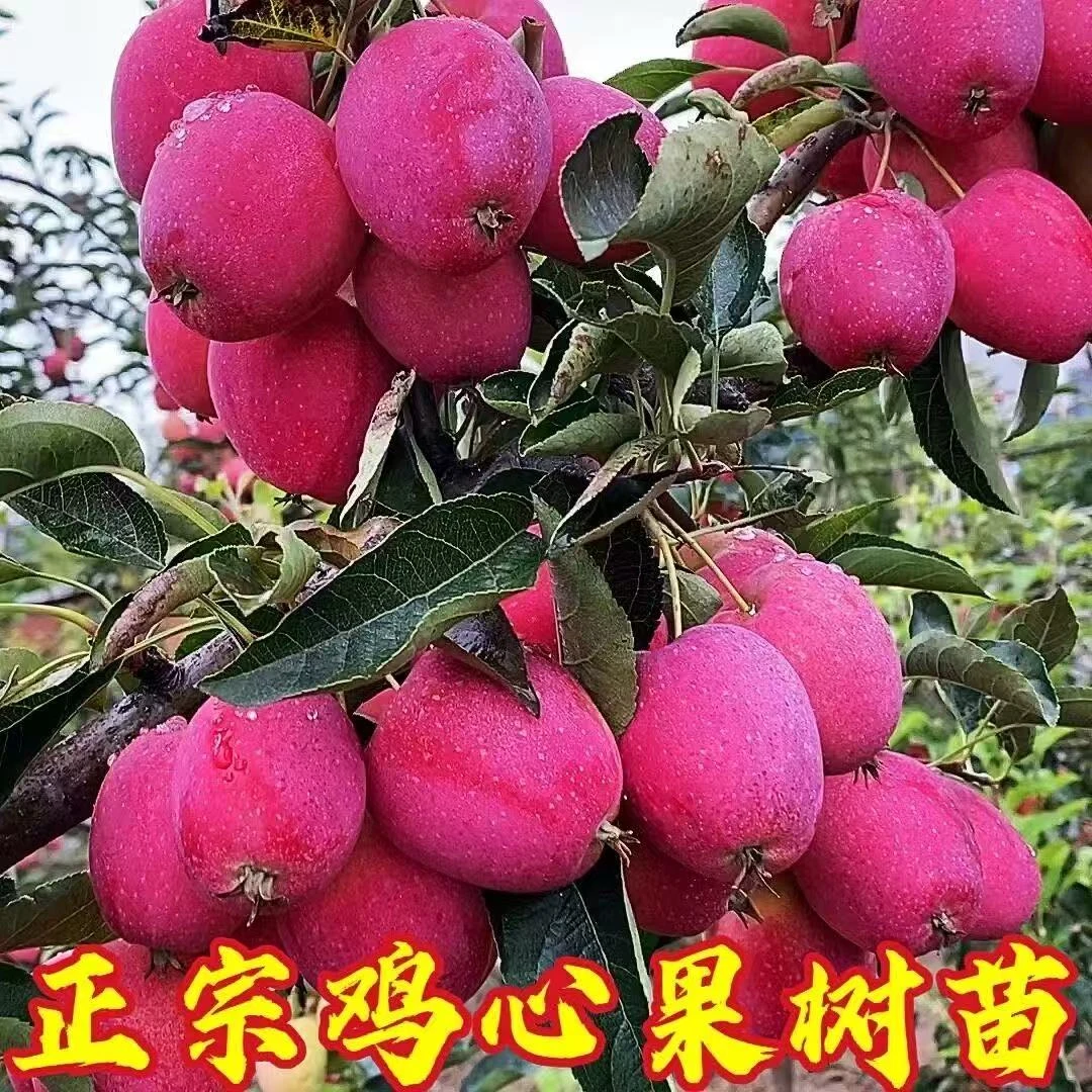 一树三品[鸡心果树苗]盆栽地栽阳台庭院南北方种植锦绣海棠鸡心果