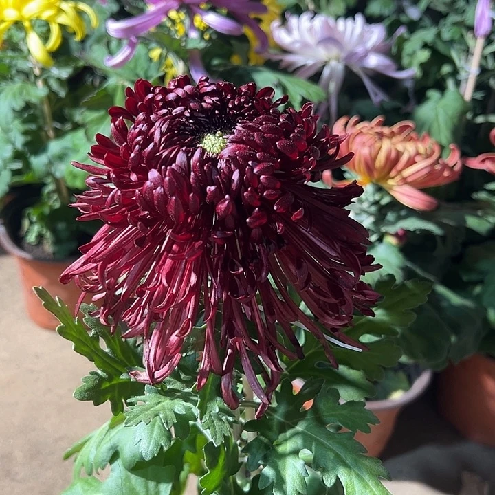 大部分花苞少量开放红色菊花