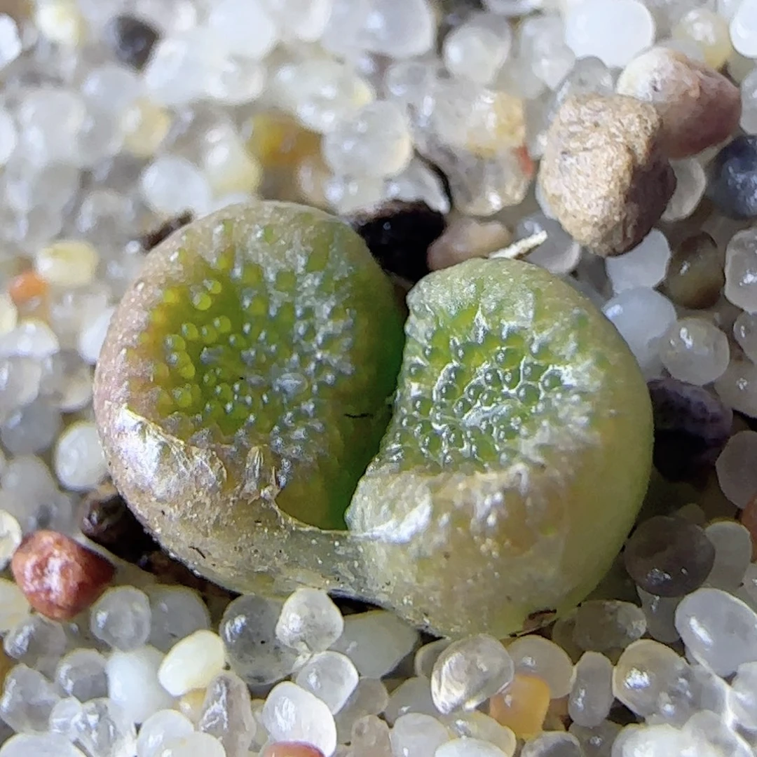 3.5.27/猪皮麻子/双头