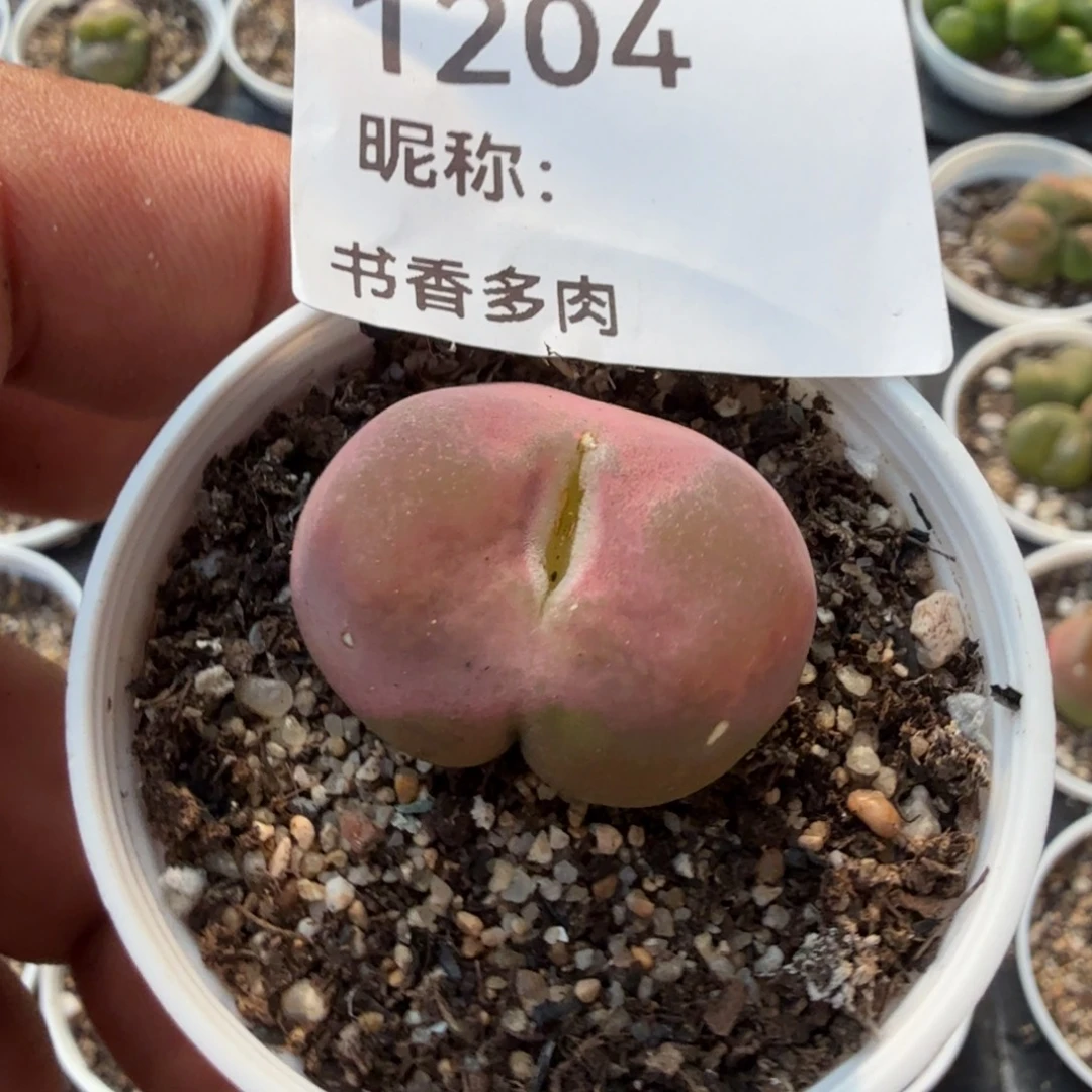 多肉植物多肉植物