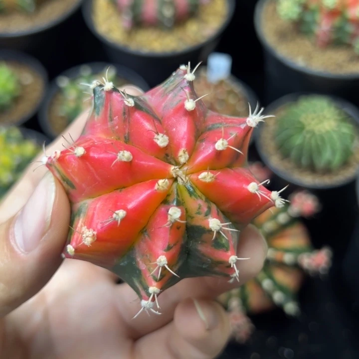 名品侧芽自根脱土发货