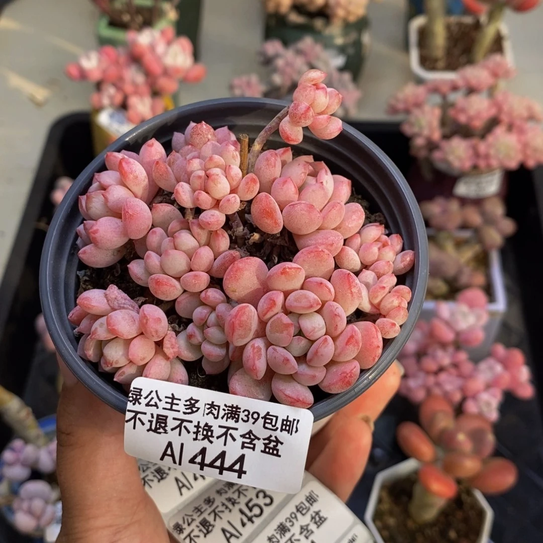 444萌豆多肉不包整