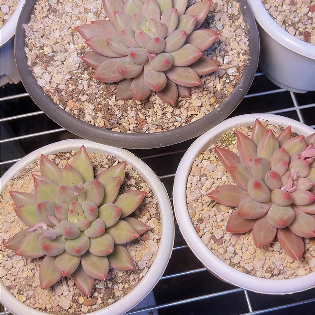 美人单头一个基地直发