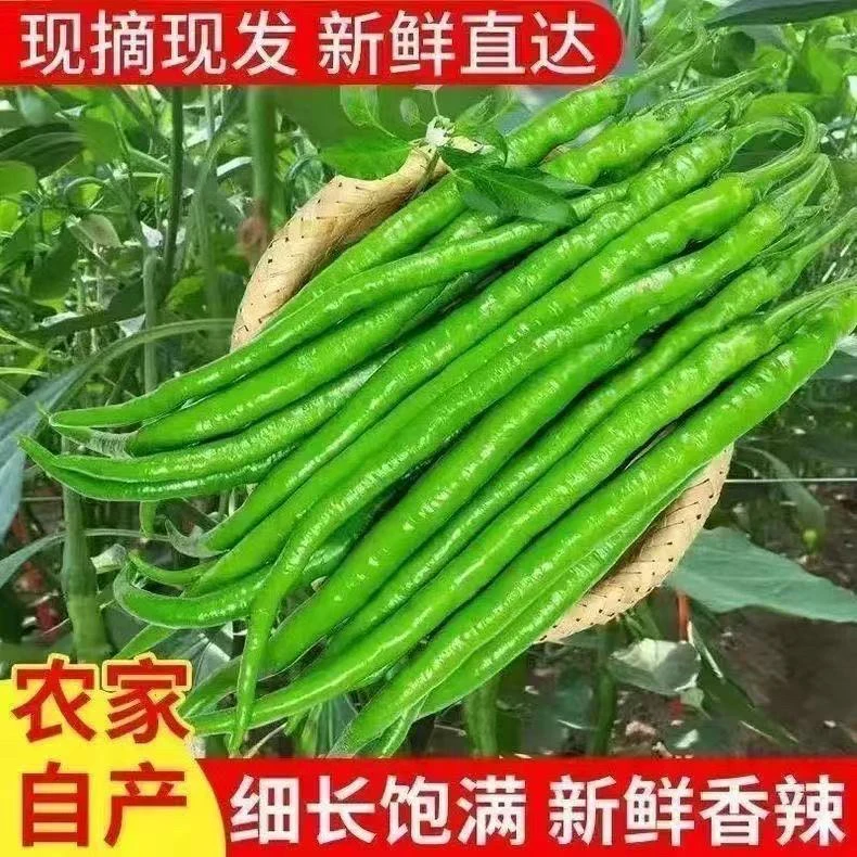 【佳佳】代收二荆条辣椒香辣