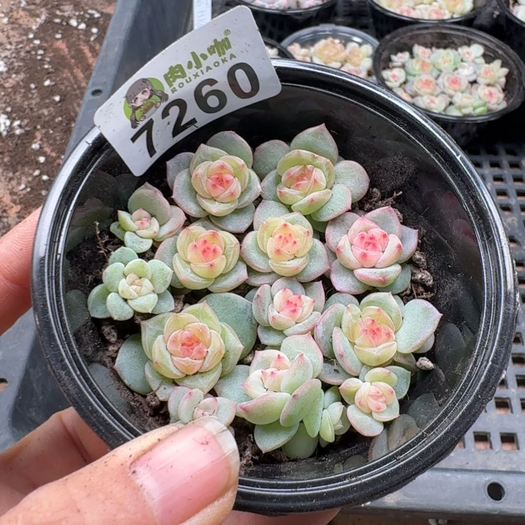 多肉植物多肉植物