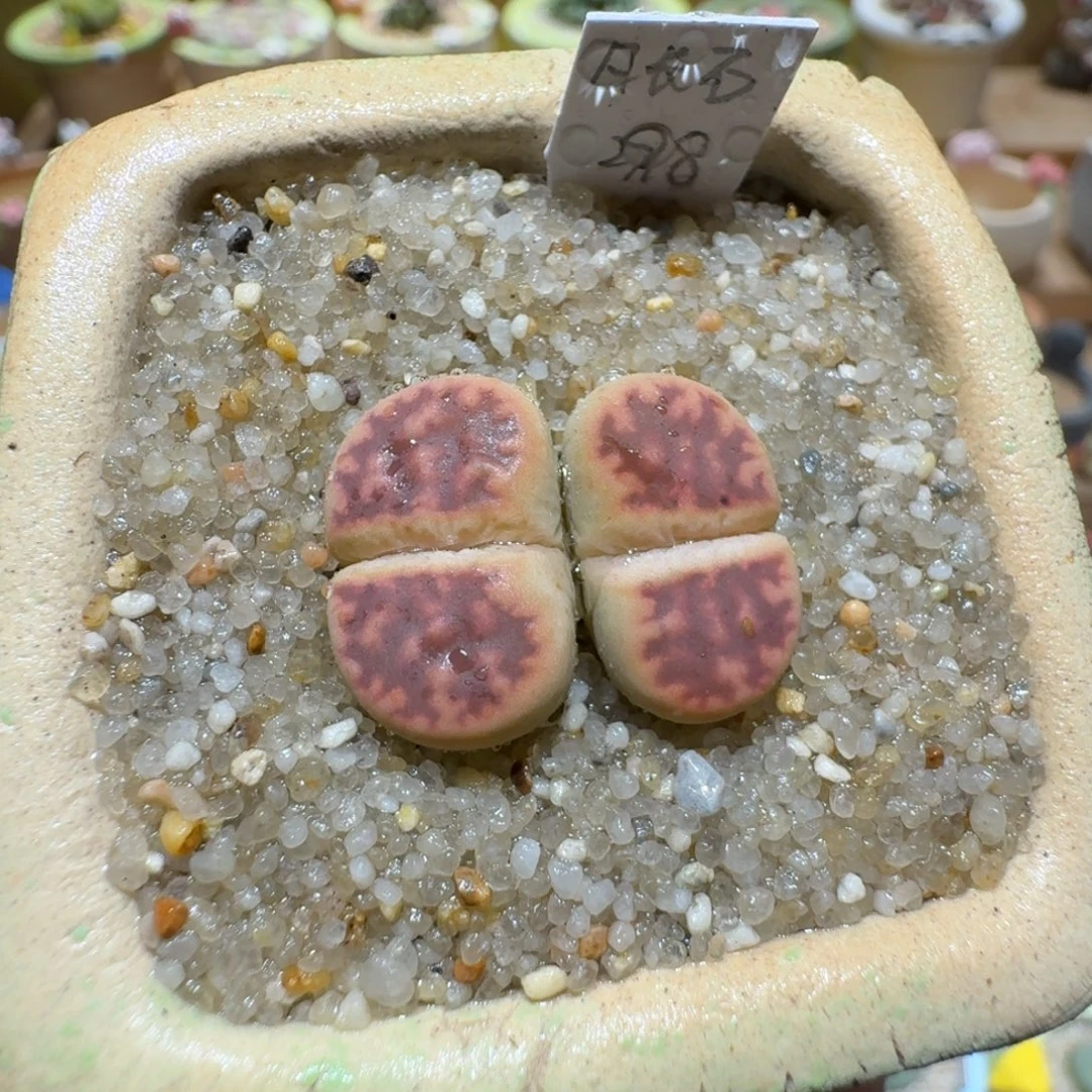 蘑菇1023日长石多肉植物