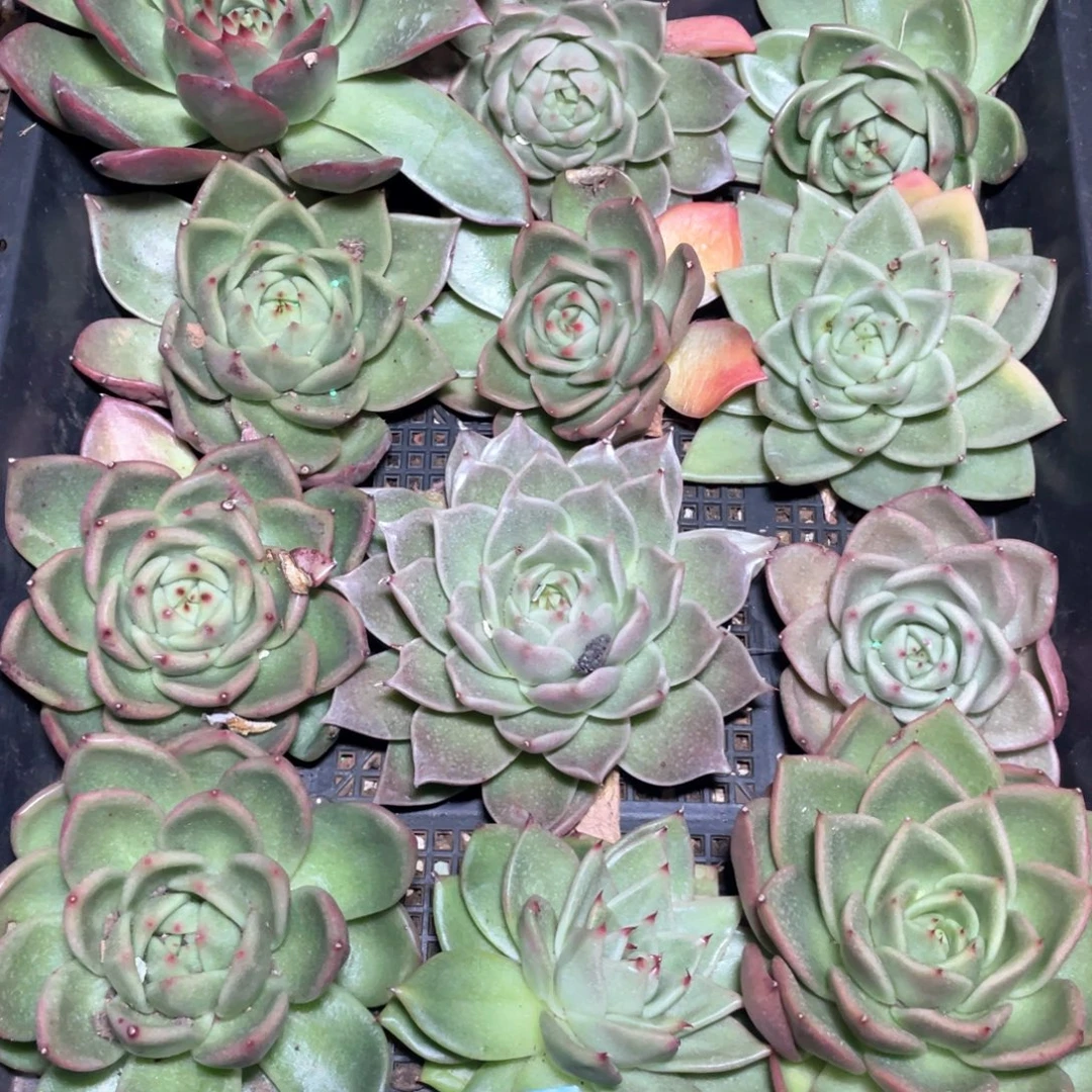 一筐特价福利不售后多肉2854