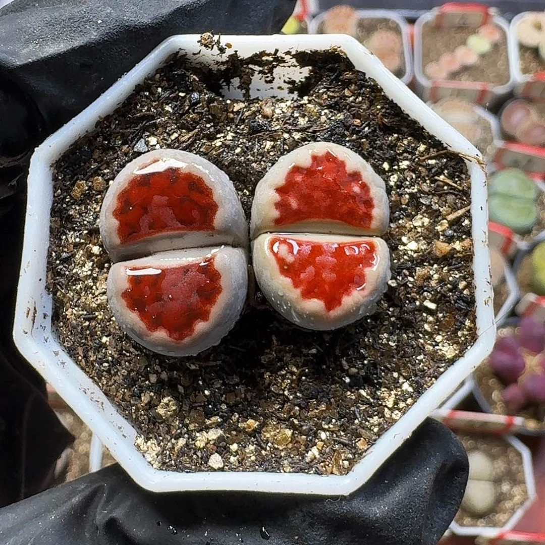 生石花33:：：。  163
