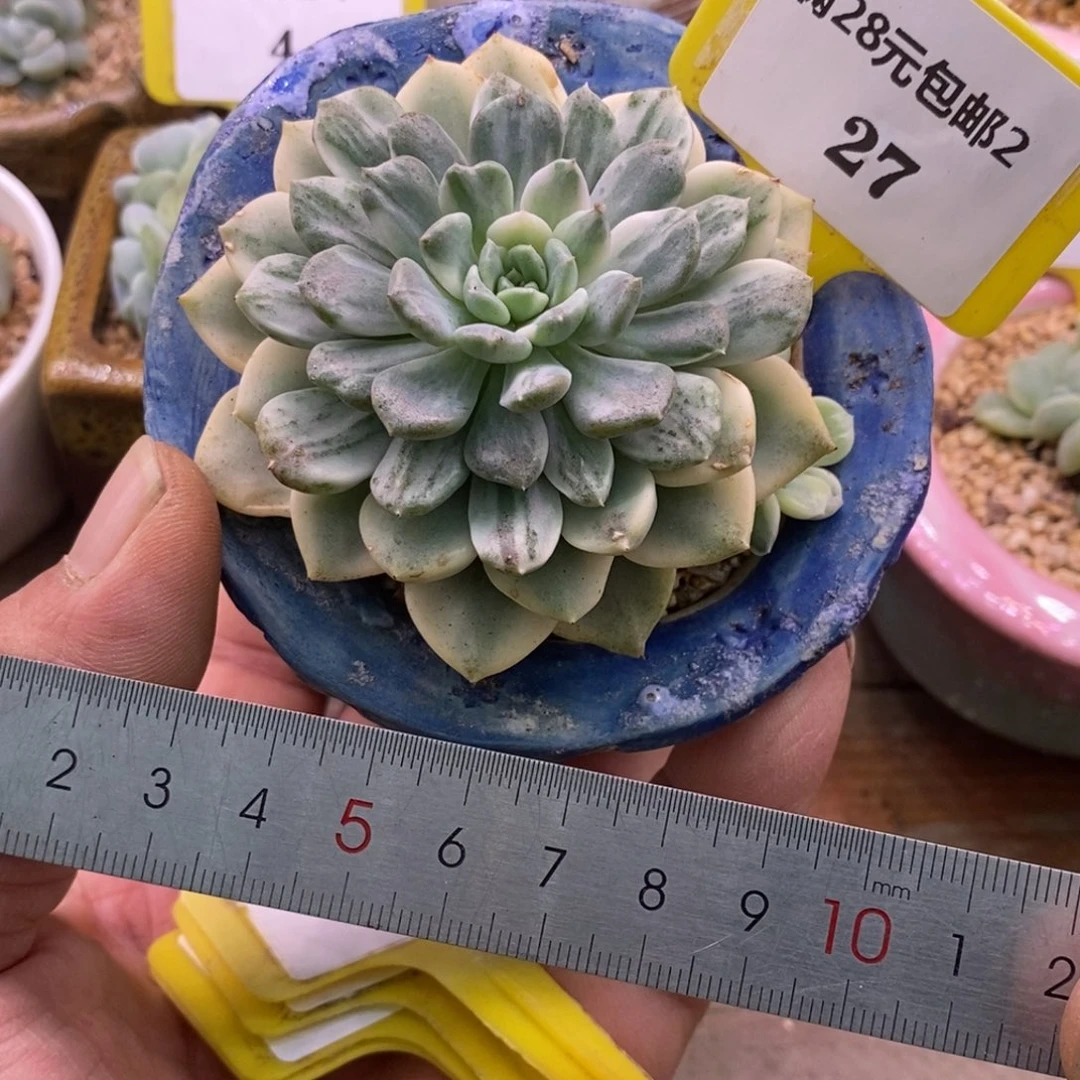 227奶油拉丝锦多肉……