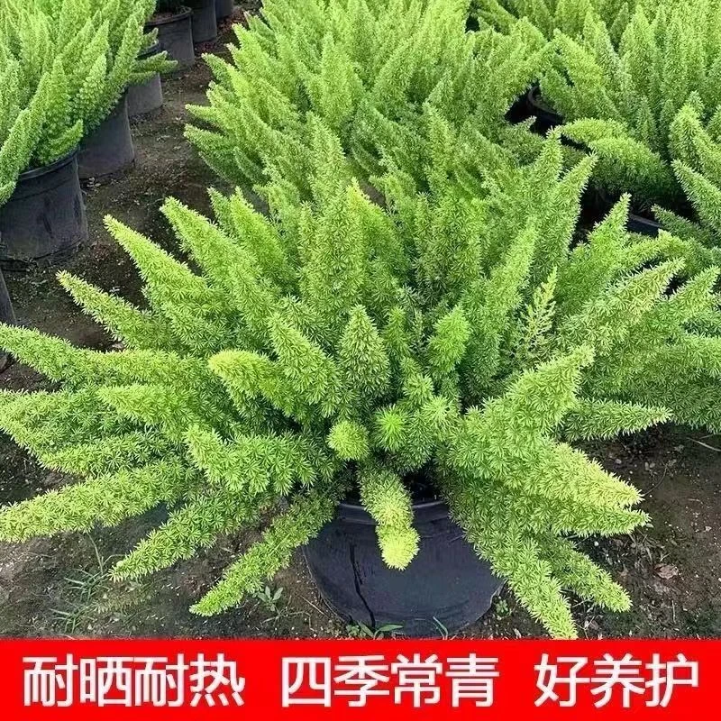 狐尾天门冬盆栽窗台阳台庭院耐热观叶植物四季常青多年生好养易活