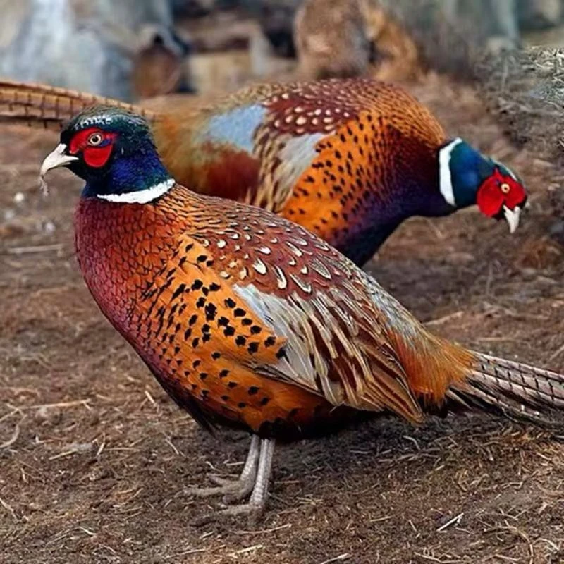 【散养七彩山鸡俗称野鸡】买一送一发两只毛重3-5斤
