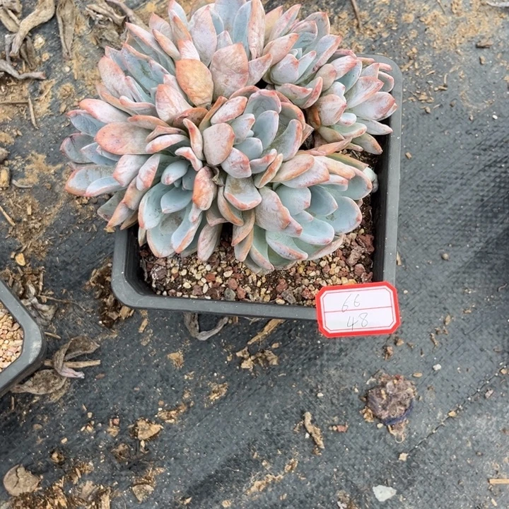 6***6星影多肉植物，，，，，，，