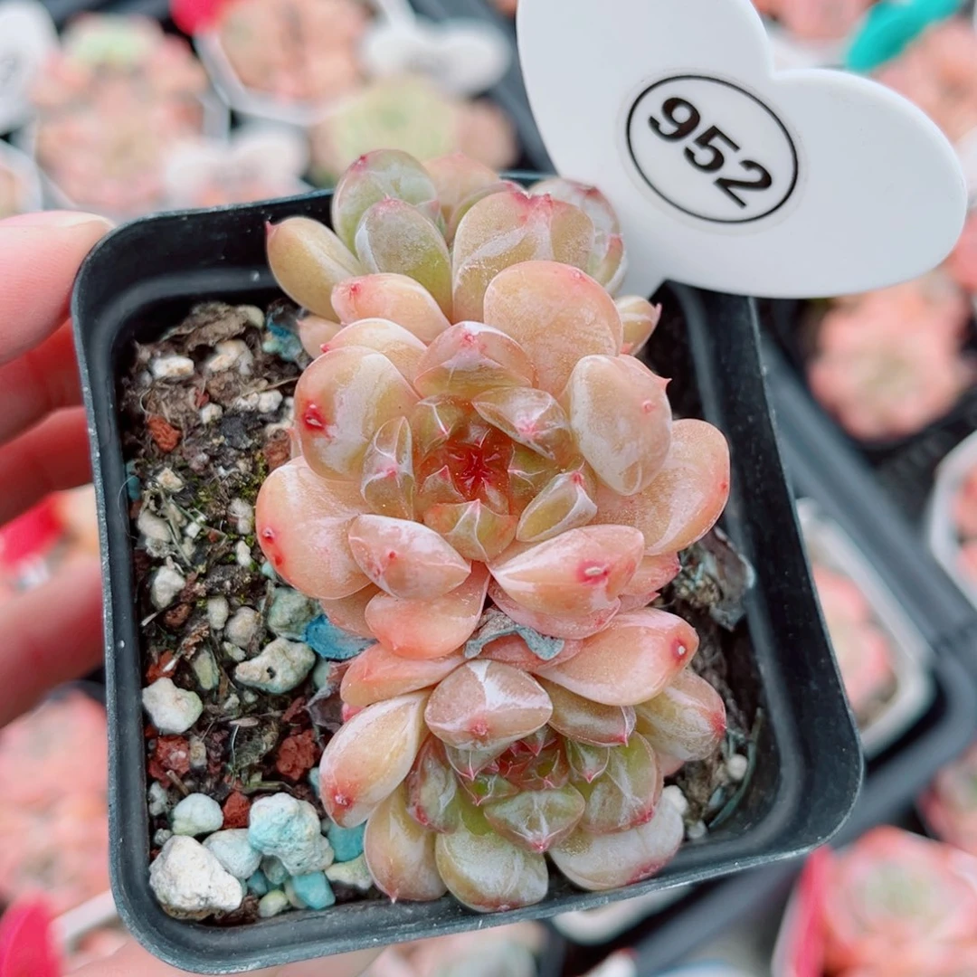 曦***月952号小老桩珍妮群