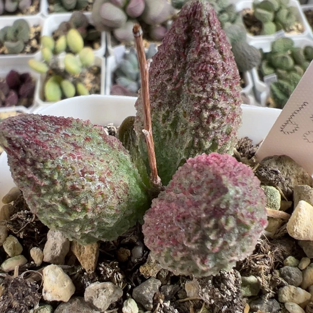实生新品多肉植物水泡多肉植物水泡