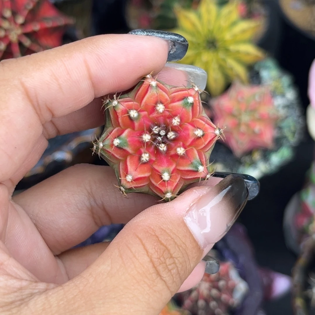 穹顶米哈锦，实生裸根