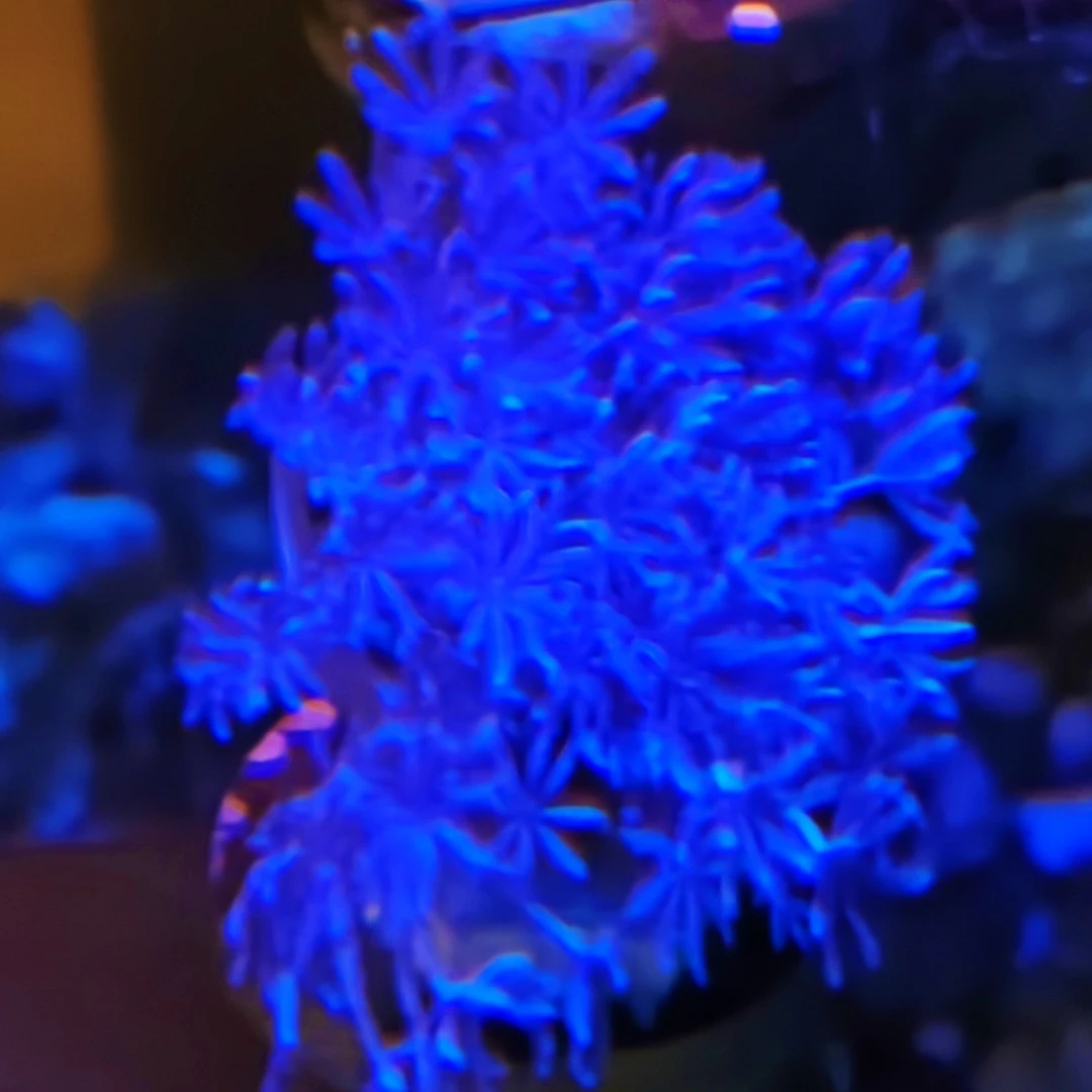 加勒比闪千手珊瑚一盘