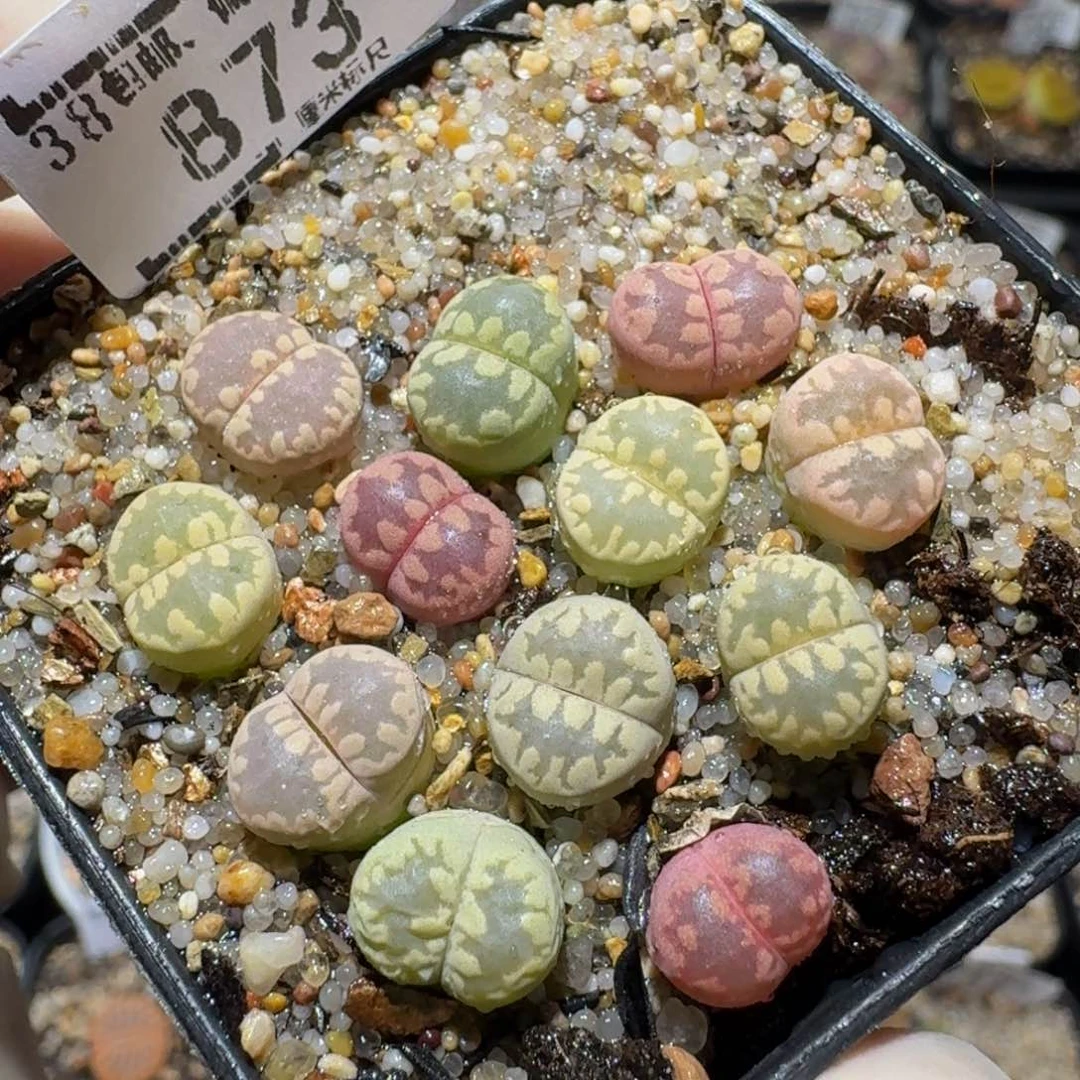 zzzz生石花肉锥873