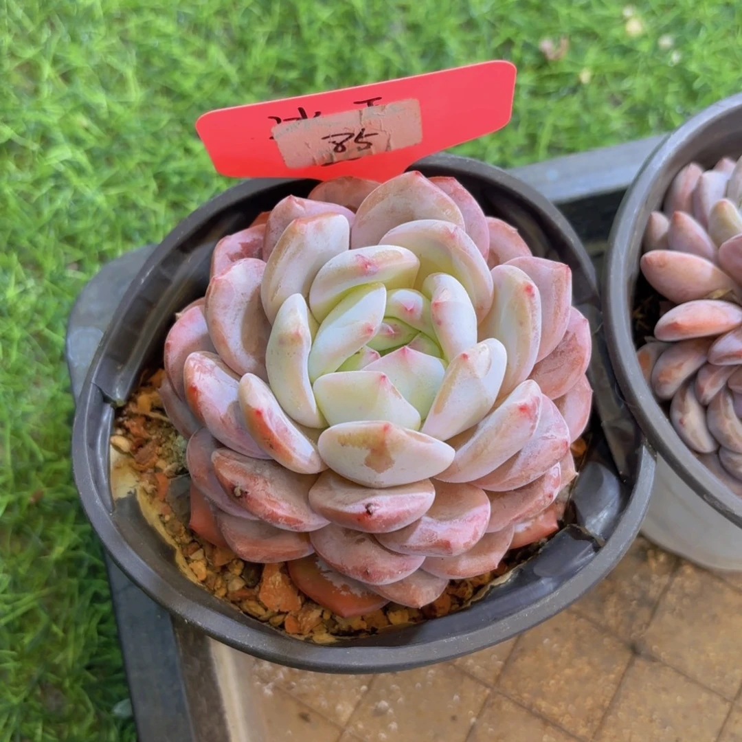 ****妹云南金致家精品多肉