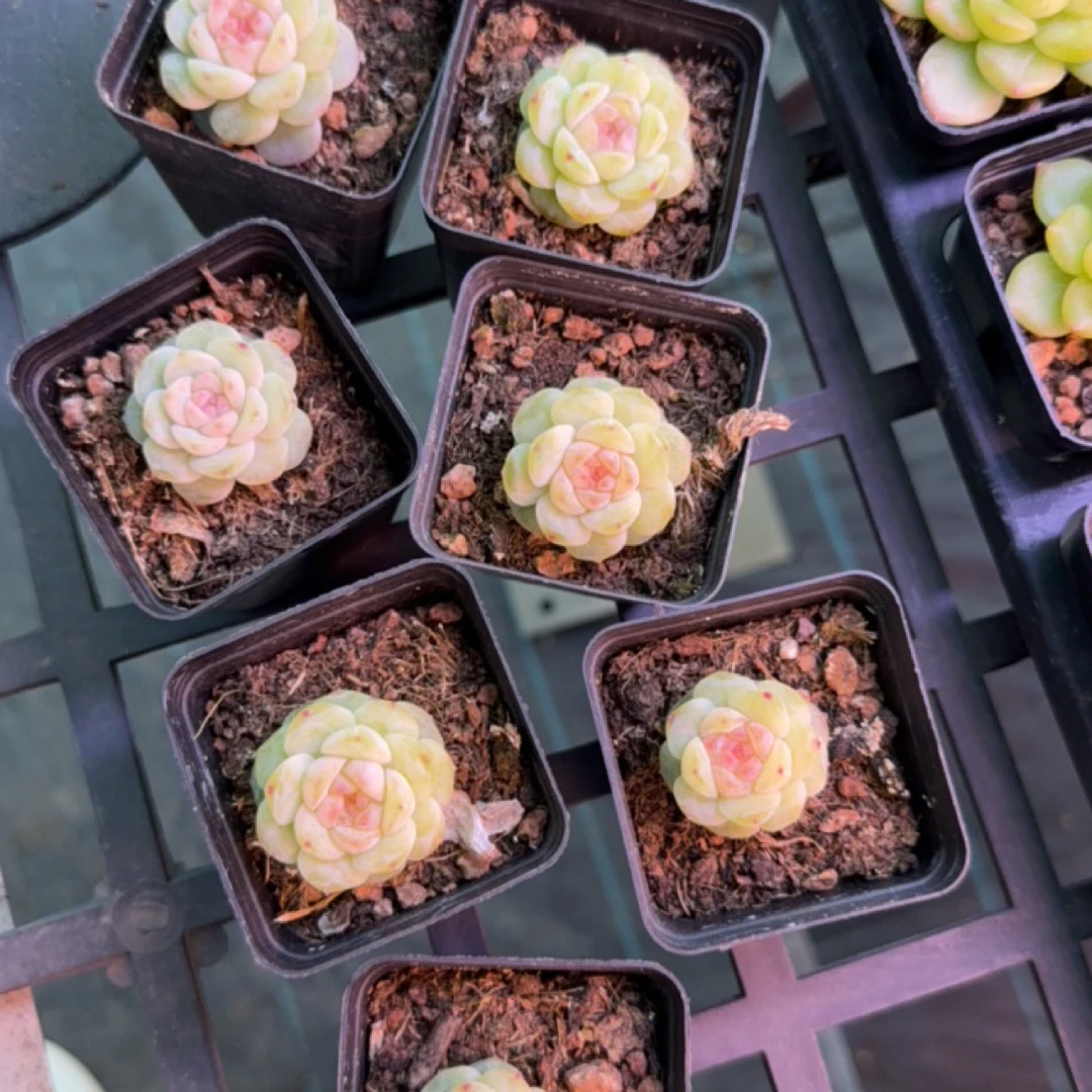 玉珠 多肉植物 盆口5.3厘米