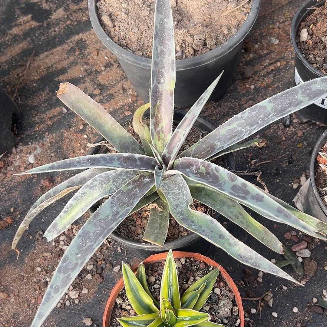 月夜龙舌兰系列月光