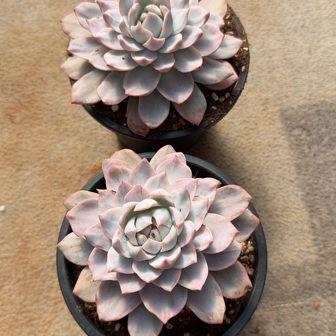 l***125112359蓝鸟锦两颗