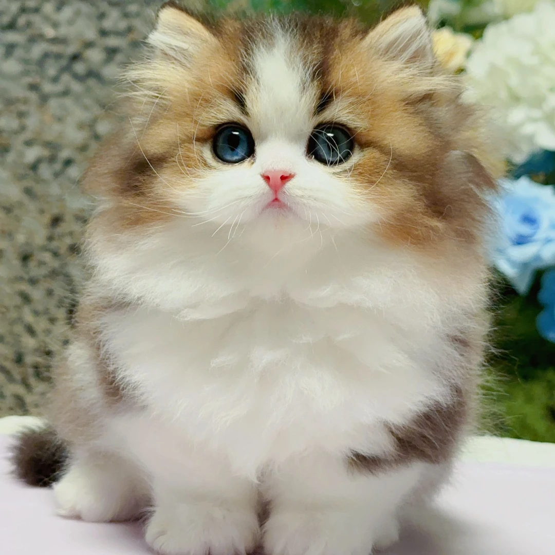 米奇奇——金加白异瞳米努特矮脚弟弟宠物猫咪活体全款链接