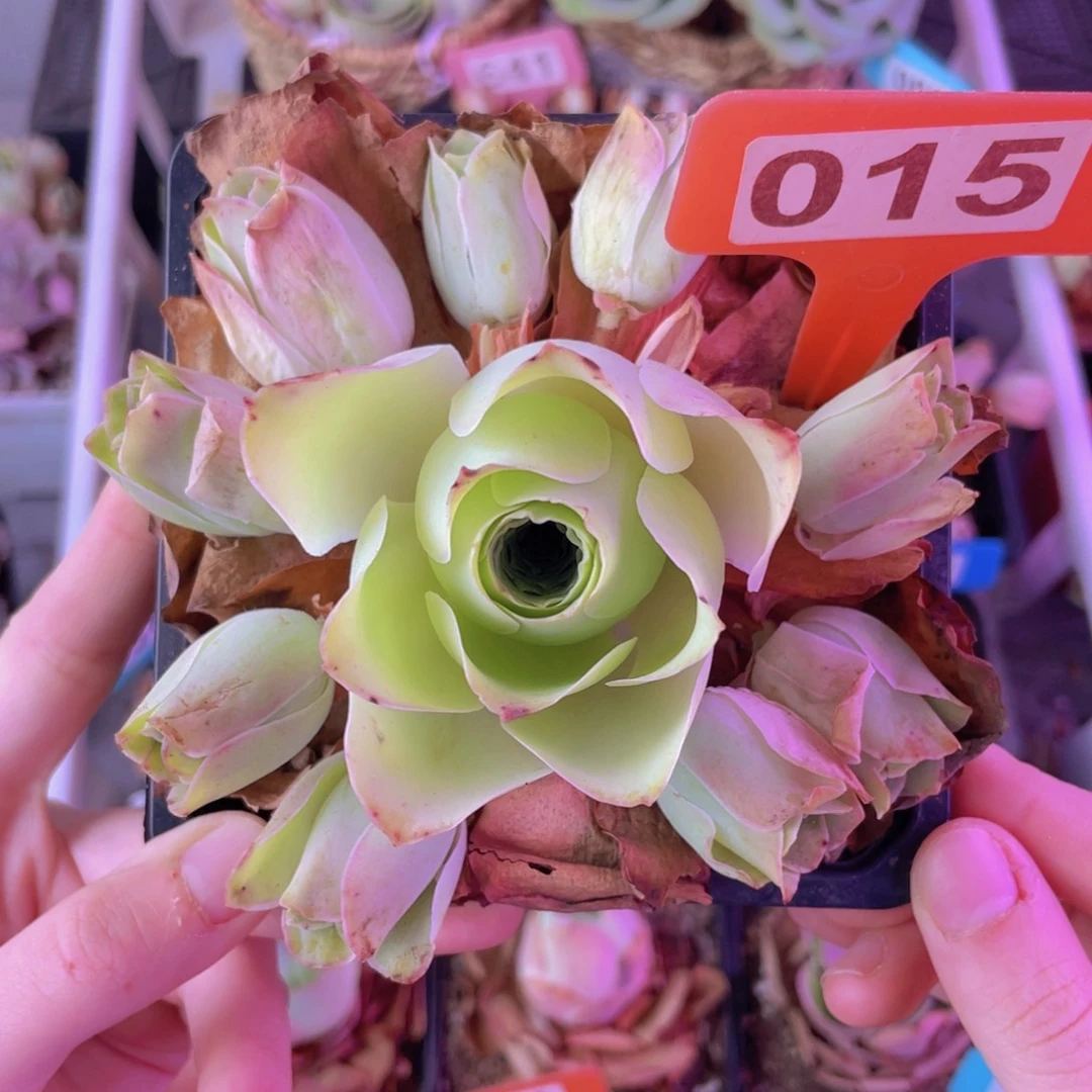 单品一物一拍015号