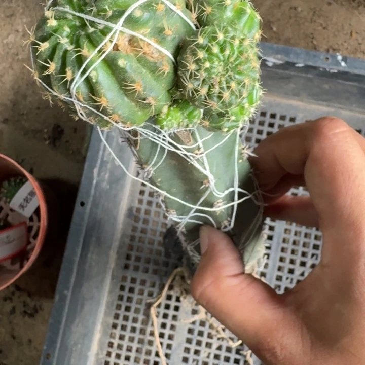 264嫁接丽花脱土发货有伤斑